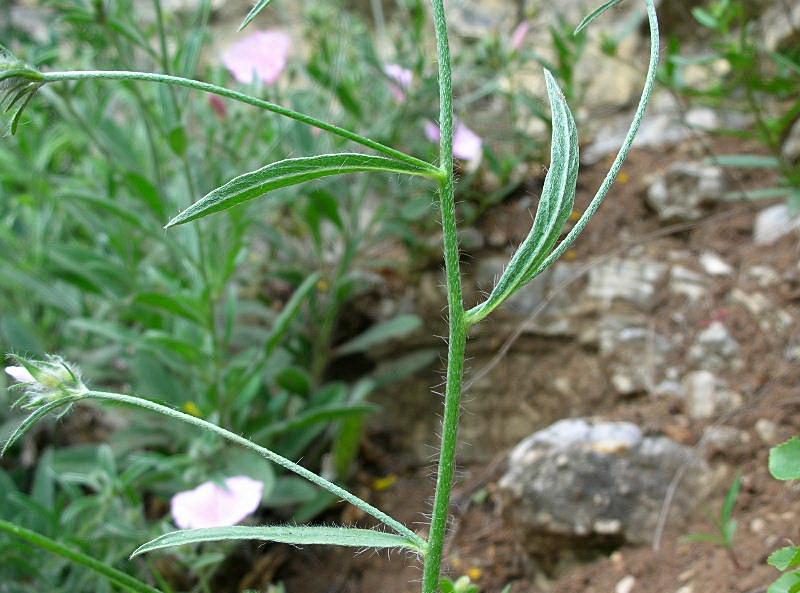 Convolvulus cantabrica / Vilucchio bicchierino